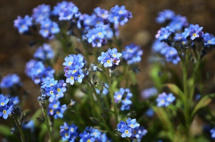 Forget-me-nots - photo