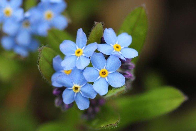 Forget-me-nots - photo