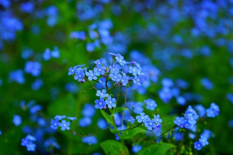 Forget-me-nots - photo
