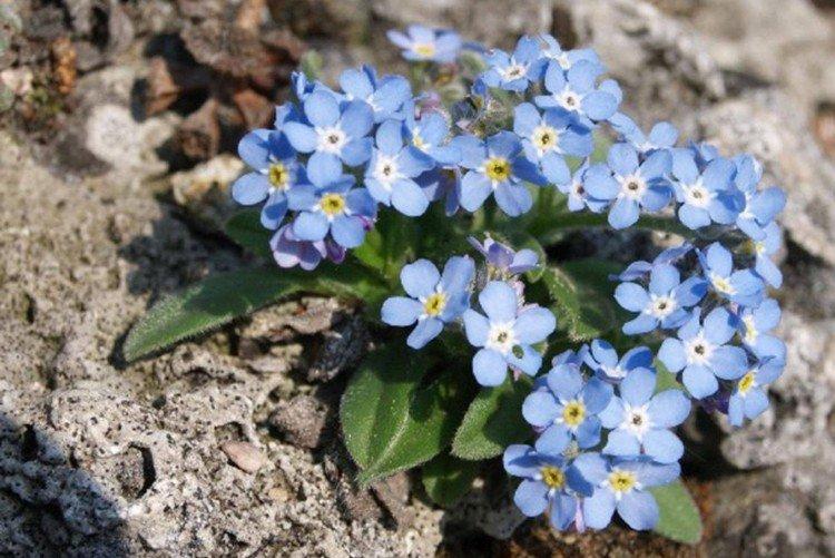 Myosotis alpin
