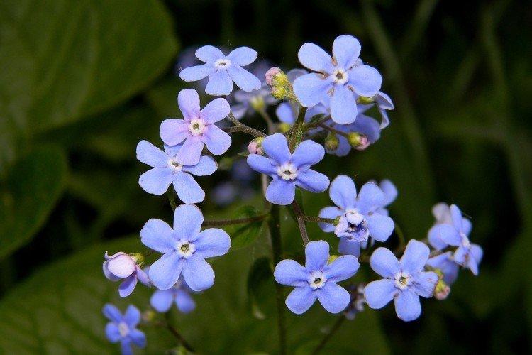 Açores myosotis