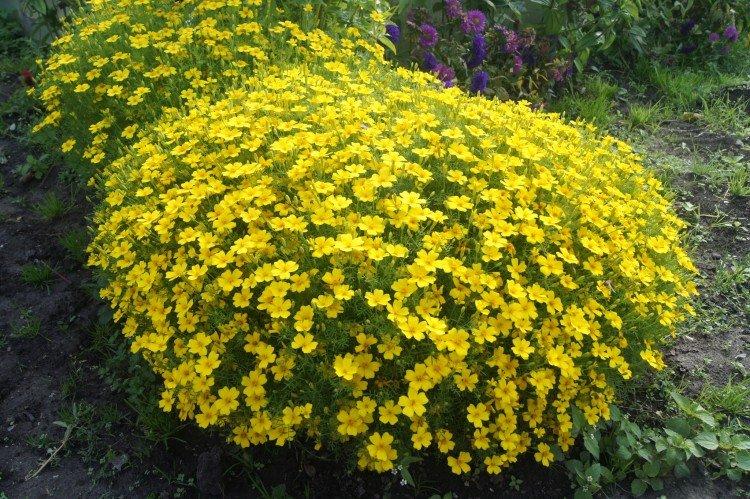 Soucis à feuilles minces