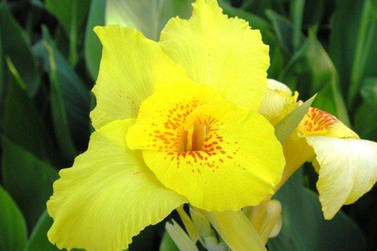 Canna - photo