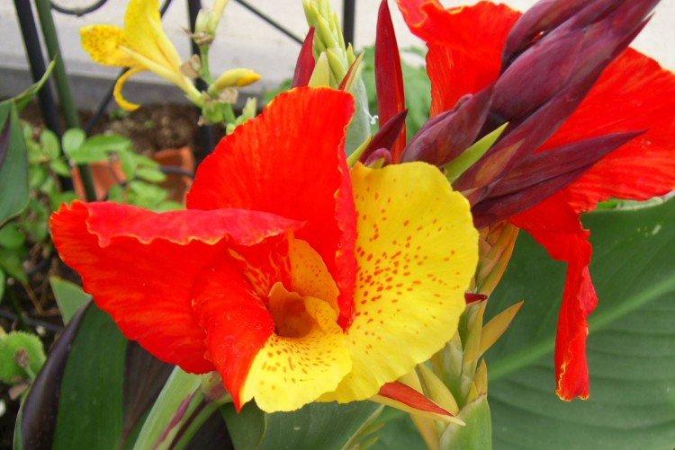 Canna - photo