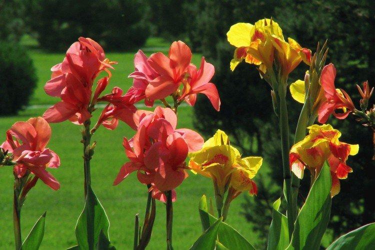 Canna - photo