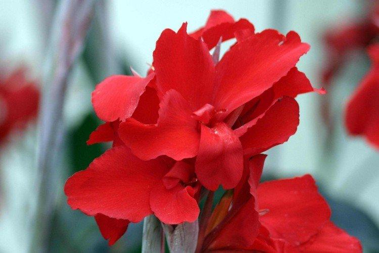 Canna - photo
