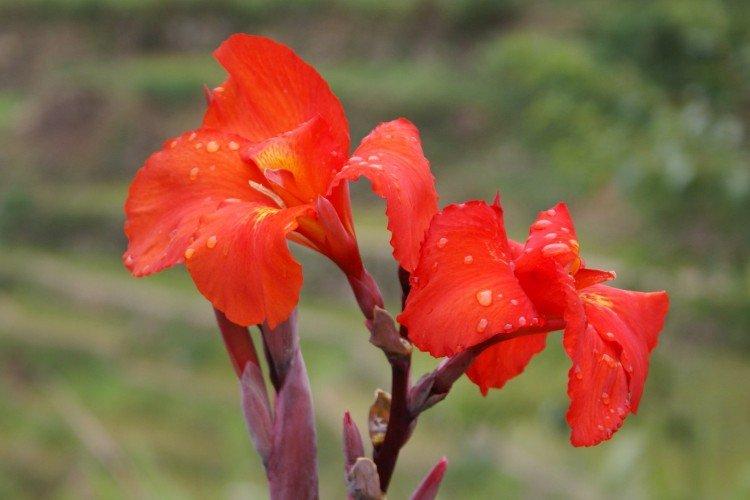 Canna - photo