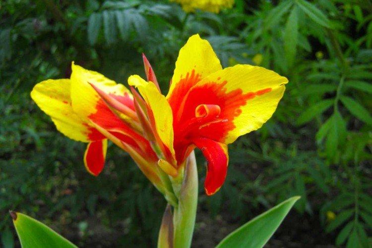 Canna - photo