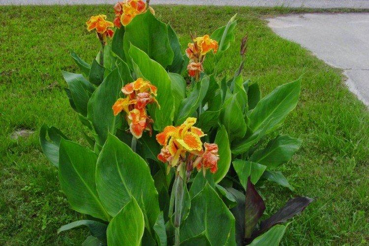 Canna - photo