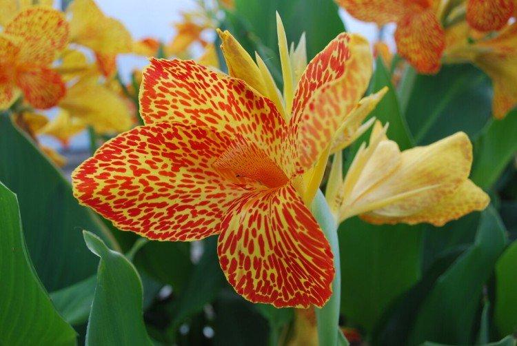 Canna d'orchidée
