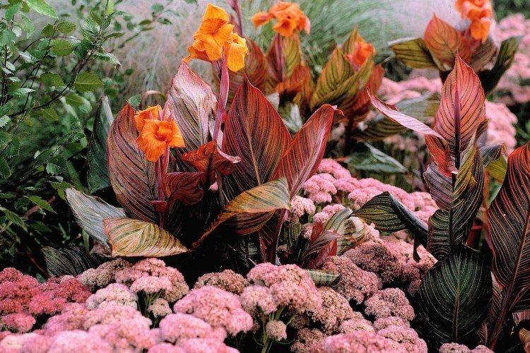 Canna de jardin
