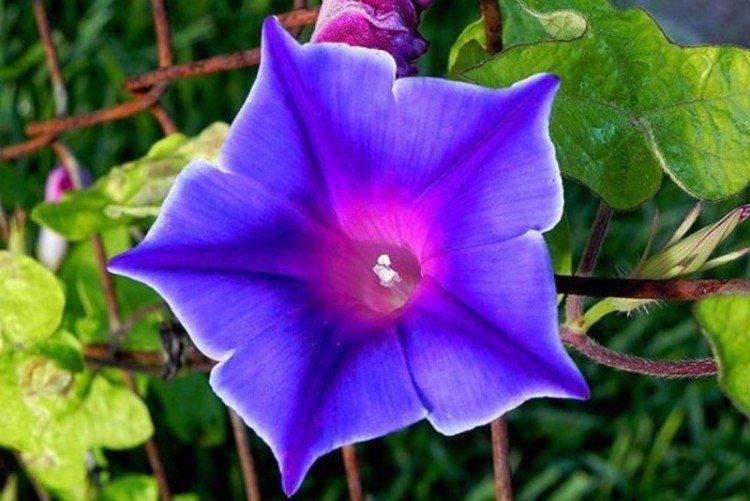 Engrais et alimentation