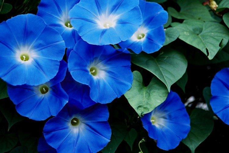 Gloire du matin - photo