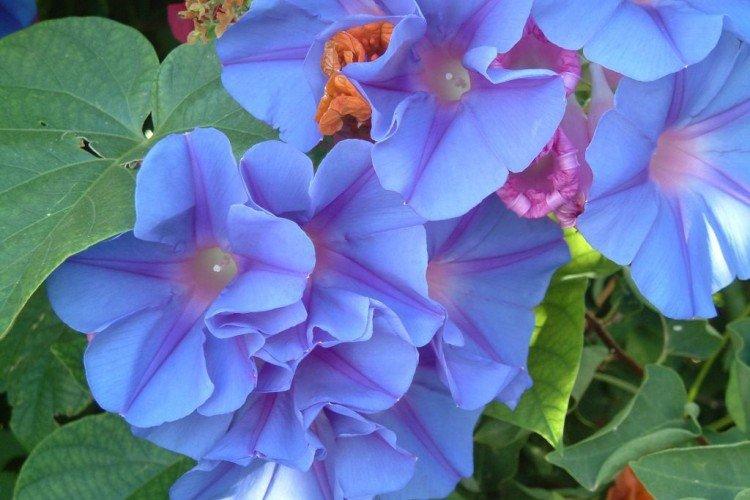 Gloire du matin - photo