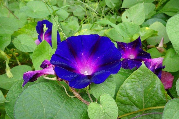 Gloire du matin - photo