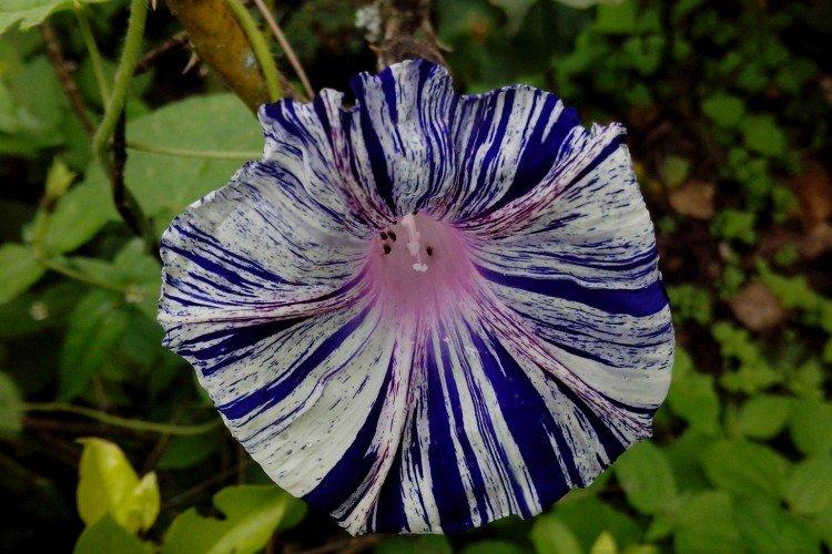 Gloire du matin - photo