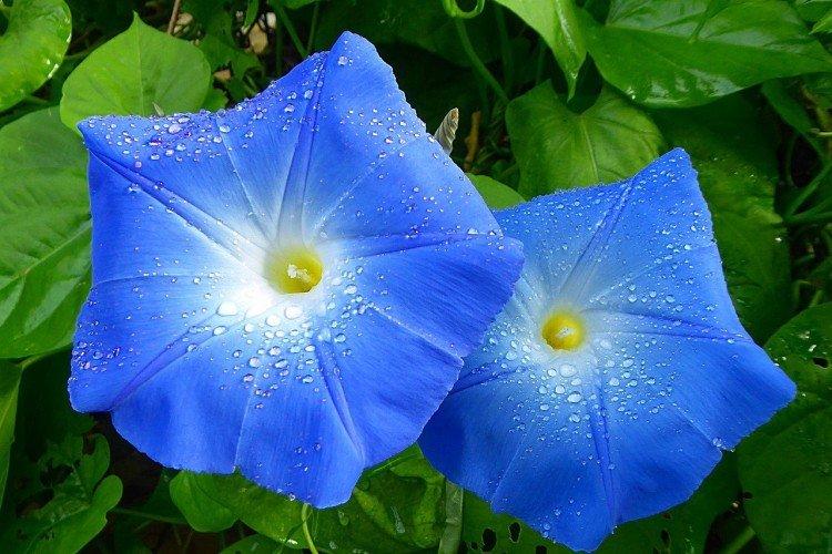 Gloire du matin - photo