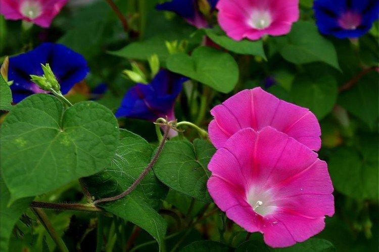 Gloire du matin - photo