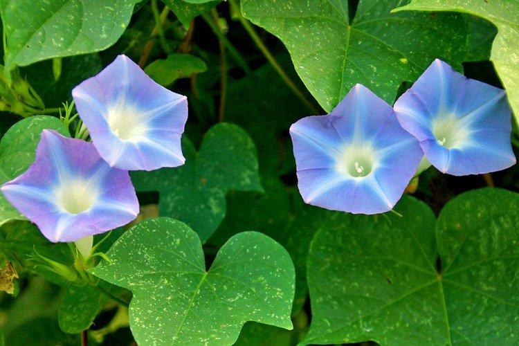 Gloire du matin - photo