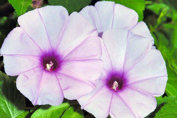 Gloire du matin - photo