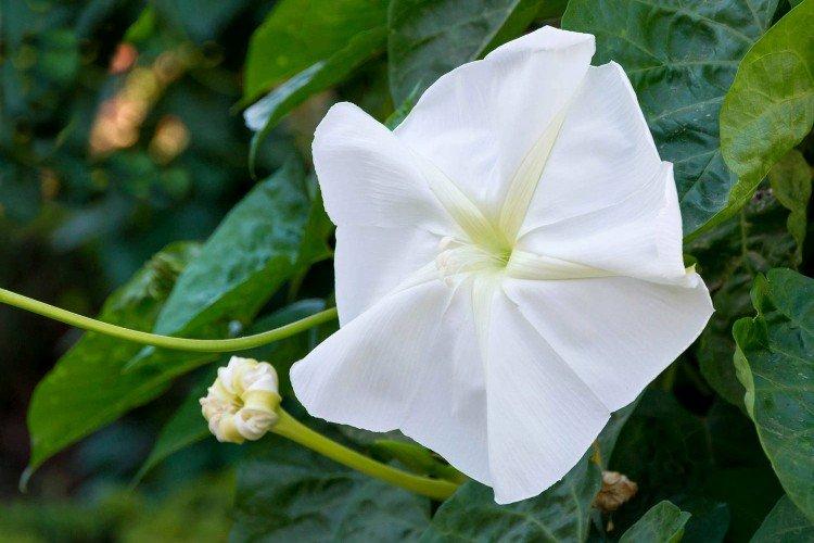 Gloire du matin en fleurs de lune