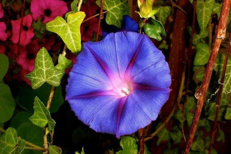 Gloire du matin - photo