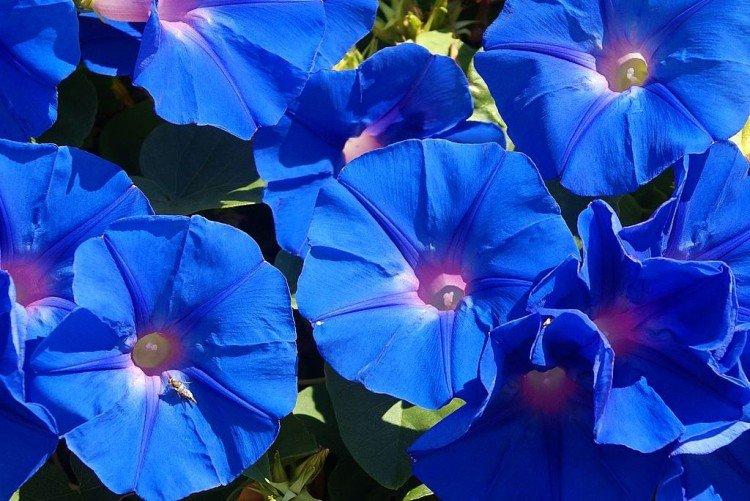 Gloire du matin - photo