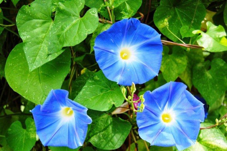 Gloire du matin bleu