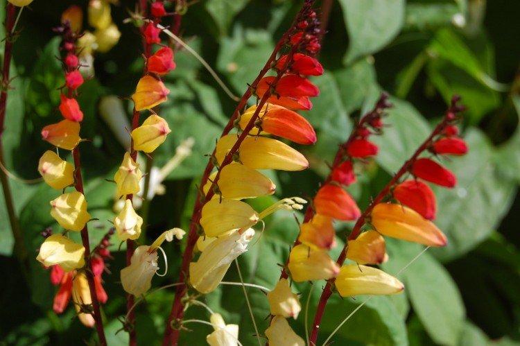 Gloire du matin Mina Lobata