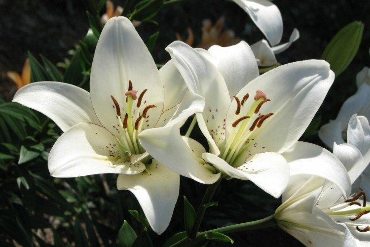 Engrais et alimentation