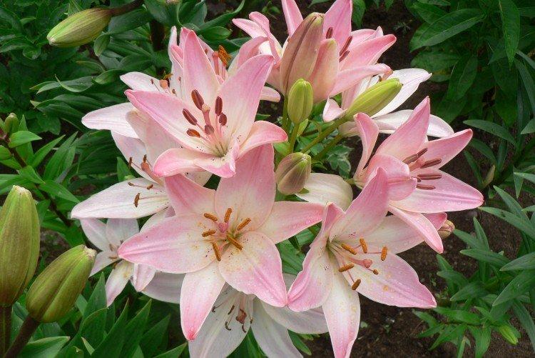 Stockage des ampoules