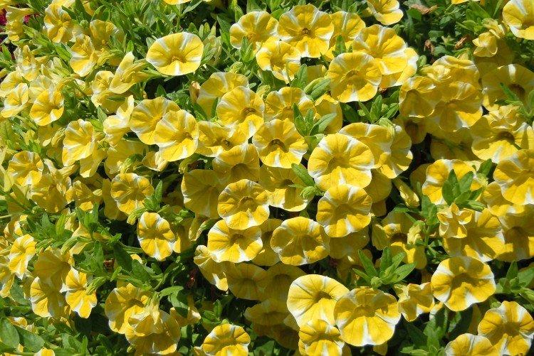 Calibrachoa - photo