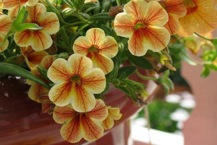 Calibrachoa - photo