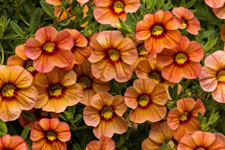 Calibrachoa - photo