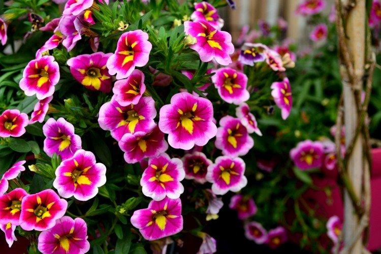 Calibrachoa - photo