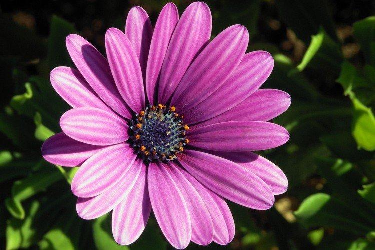 Ostéospermum - photo