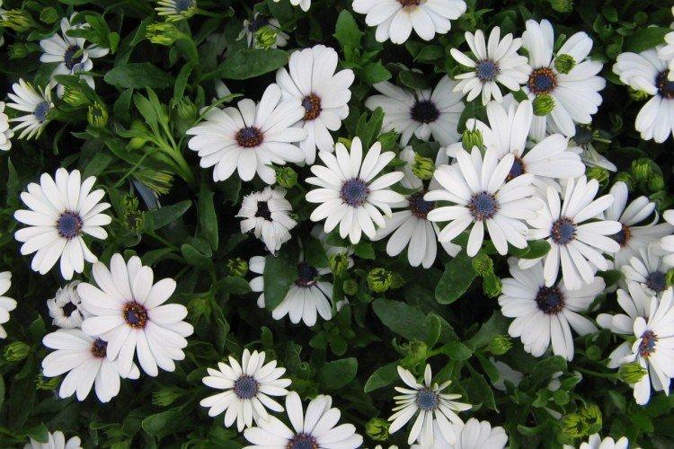 Ostéospermum - photo