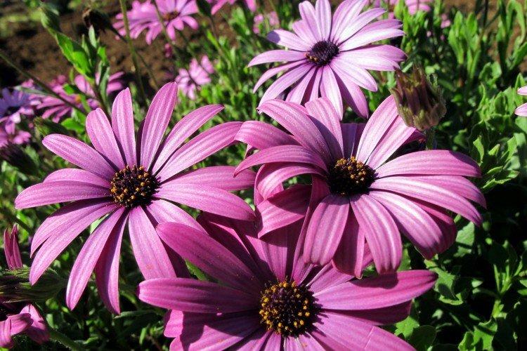 Ostéospermum - photo