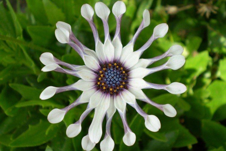 Ostéospermum - photo