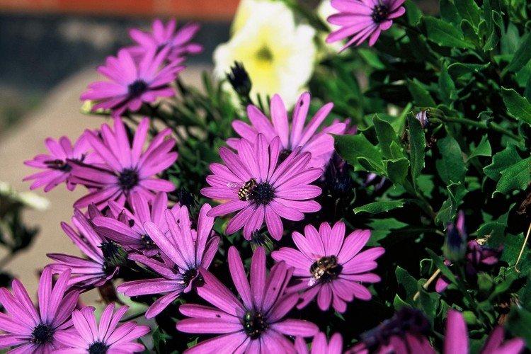 Ostéospermum - photo