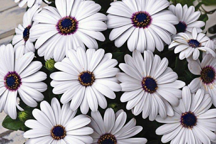 Ostéospermum - photo