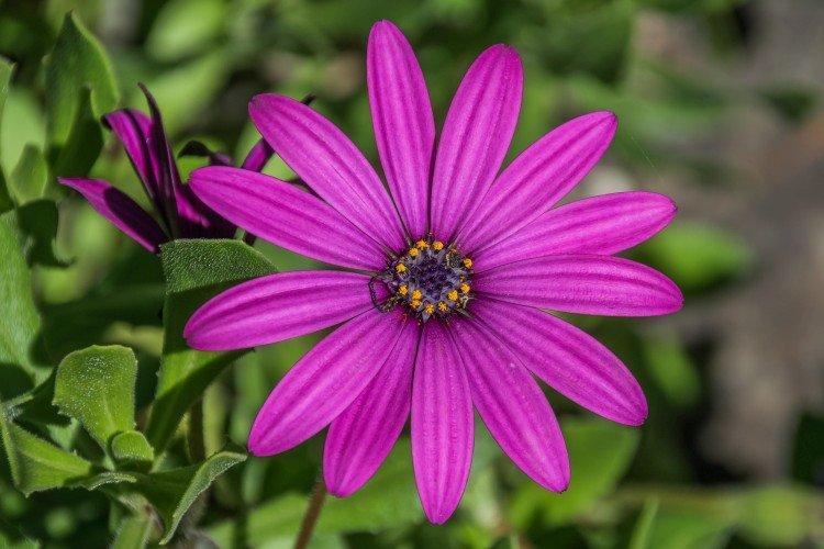 Ostéospermum - photo