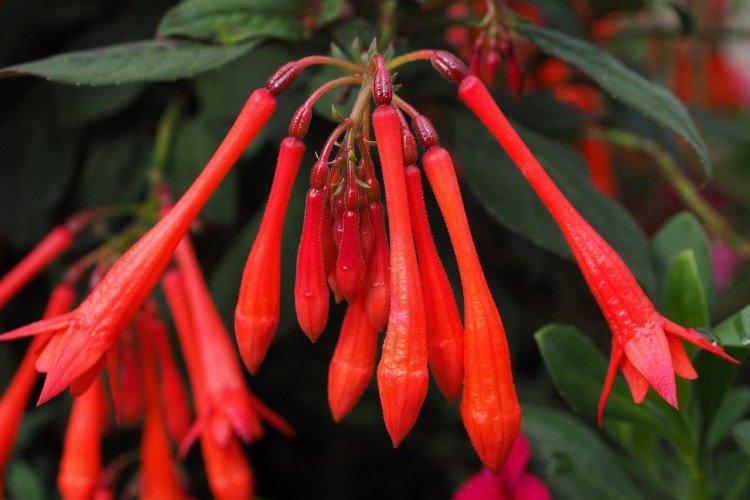 Fuchsia à trois feuilles