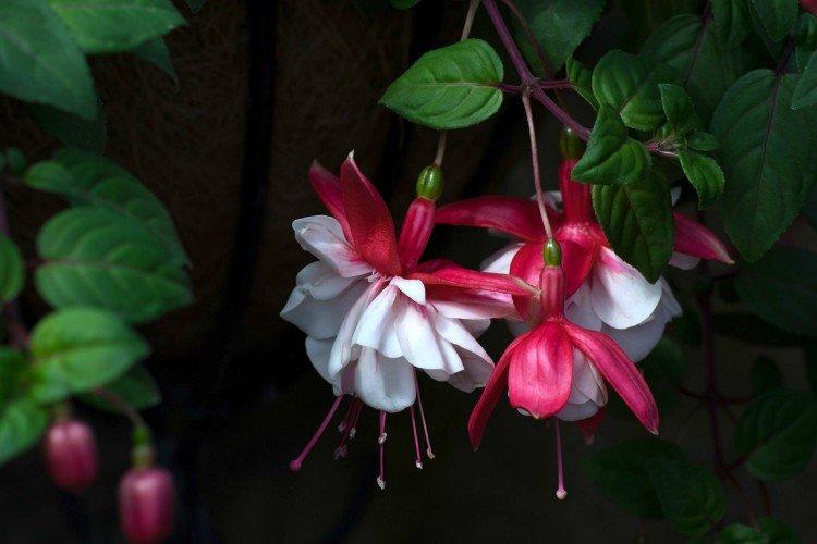 Fuchsia - photo
