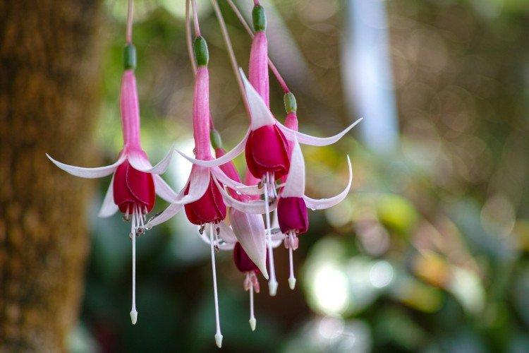 Fuchsia - photo