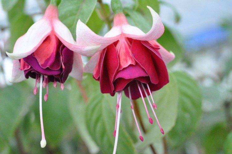 Fuchsia - photo