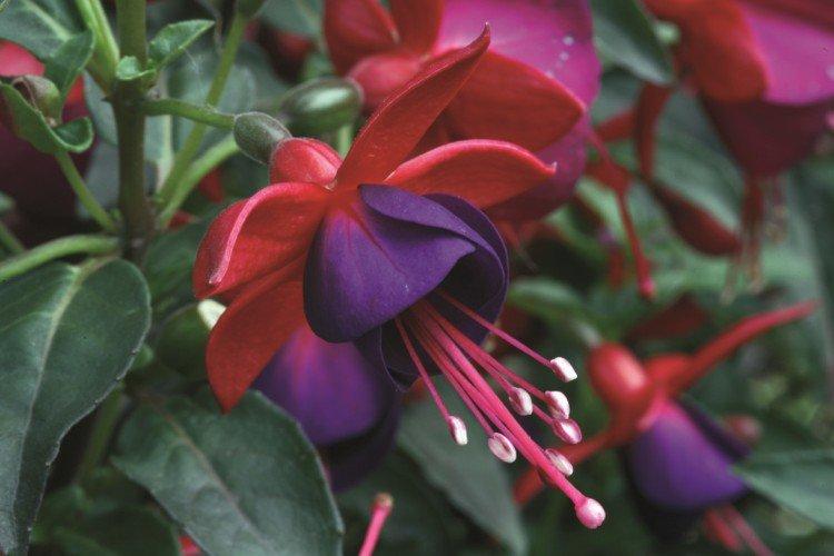 Fuchsia - photo