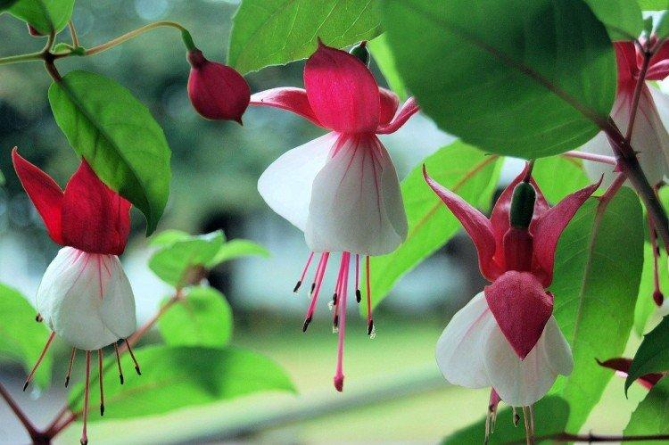 Fuchsia - photo
