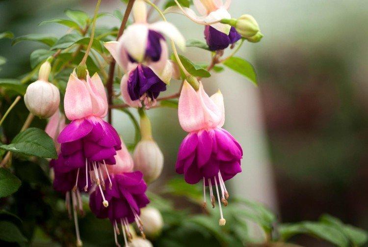 Fuchsia - photo