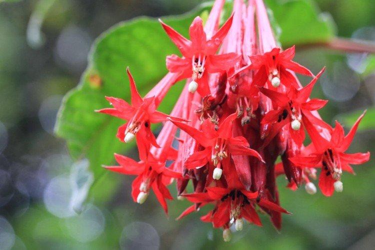 fuchsia bolivien
